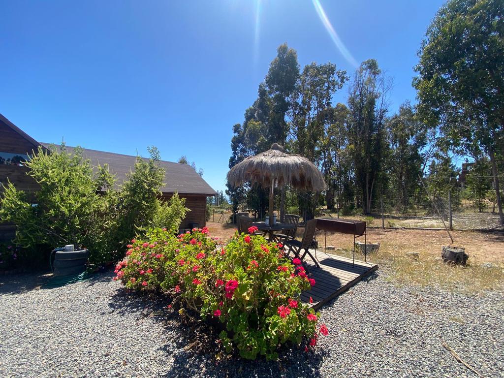 Se vende Mirasol alto (algarrobo)