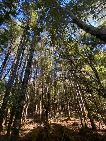 Parcela Santa Maria Quepe , novena region